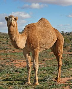 It's normal for camel to wander around in the desert seeking their own path, if not hobbled it was stray.